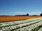 [Field Afbeelding 230.jpg]